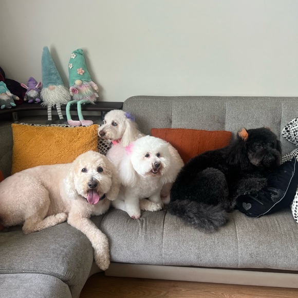 Going live12ΡΡ Share show enter Giveaway Gucci LV wallet$75 entry an purchase - Picture 7 of 16